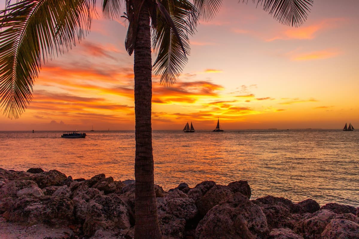 Caribbean paradise beach and palm trees